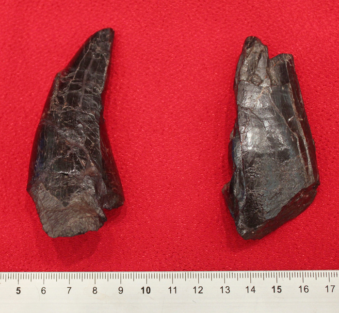 Dinosaur Fossilized teeth, believed to belong to a large species of Tyrannosauridae, discovered in the Mitsuse Formation in Nagasaki City. Tooth fossils, believed to belong to a large species of Tyrannosauridae, discovered in the Mitsuse Formation in Nagasaki, Japan, at the Prefectural Dinosaur Museum in Katsuyama, Fukui Prefecture, July 13, 2015  photo by Go Murayama.