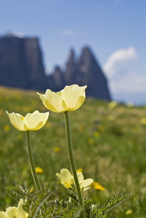 Italy, South Tyrol, Seiser Alm, Alpine pasqueflower, Pulsatilla alpina