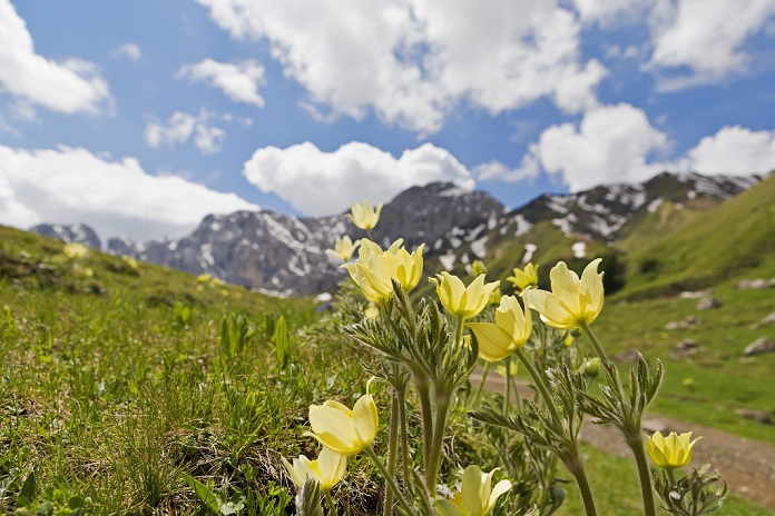 Italy, South Tyrol, Seiser Alm, Alpine pasqueflower, Pulsatilla alpina