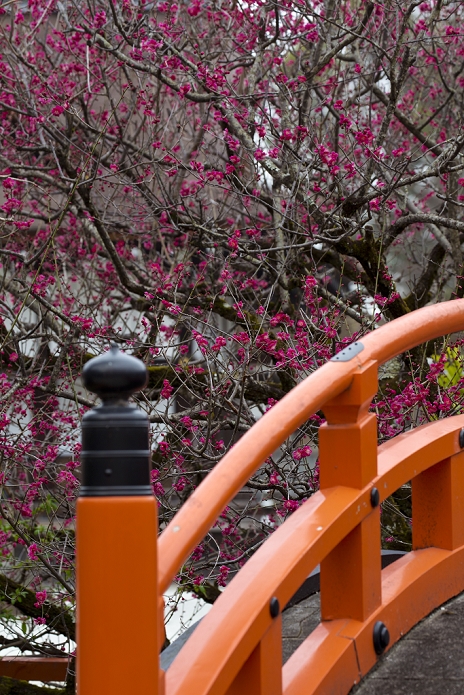 Red plum blossoms at Shimogamo Jinja Shrine, Kyoto