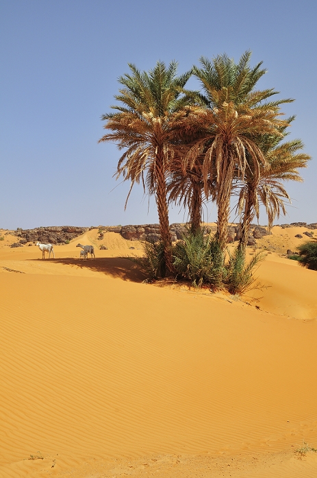 Goats under date palms in sand, Rachid oasis, Tagant region, Mauritania, Africa