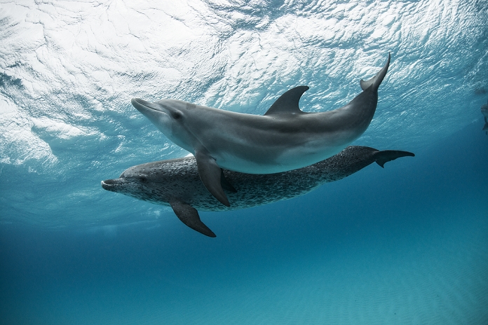 Dall s porpoise Two atlantic spotted dolphins  Stenella frontalis  swim and play around the sand banks in the Bahamas