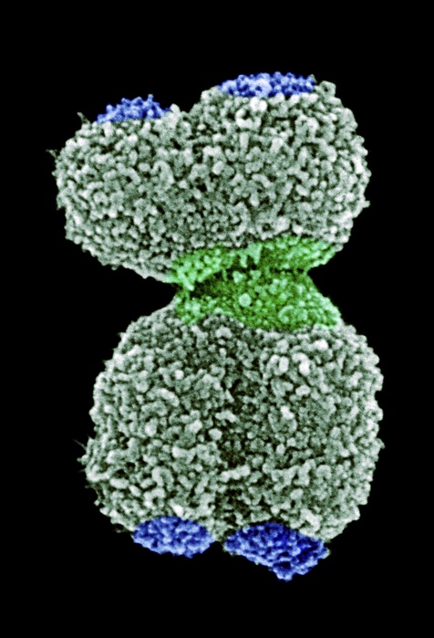 Human chromosome 16, coloured scanning electron micrograph (SEM). Chromosomes are a packaged form of the genetic material DNA (deoxyribonucleic acid). Each consists of two identical, parallel strands (chromatids, left and right), joined at an area called a centromere (centre, green). The tips (blue) are called telomeres. Humans have 23 pairs of chromosomes. This is chromosome 16, which carries between 850 and 1200 genes. Gene defects on this chromosome are related to diseases such as Crohn's disease and thalassaemia, and may also contribute to obesity. Magnification: x19,500 when printed 10 centimetres tall.