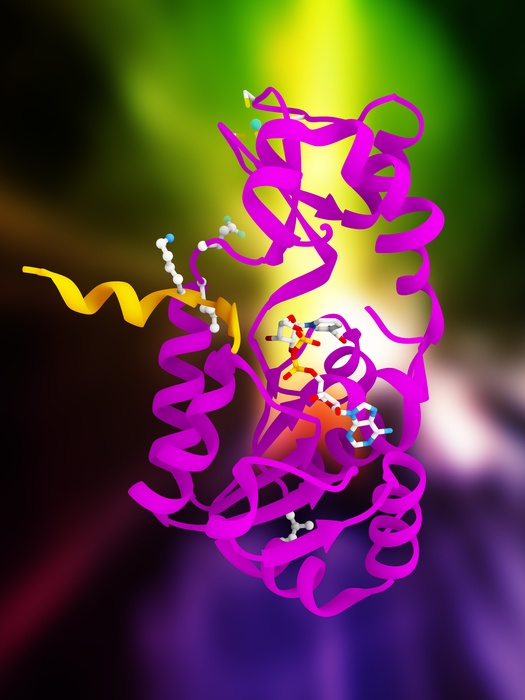 Sirtuin enzyme and p53, artwork Sirtuin enzyme and p53. Computer artwork of a sirtuin  Sir2  enzyme  pink  bound to a p53 peptide  orange . Sir2 enzymes form a unique class of NAD    dependent deacetylases that are required for diverse biological processes, including transcriptional silencing, regulation of apoptosis  programmed cell death , fat mobilisation, and lifespan regulation. NAD is shown as a stick model  centre . p53 is crucial in multicellular organisms, where it regulates the cell cycle  the means by which cells replicate  and prevents the proliferation of cells with damaged DNA.