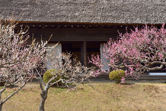 Tochigi Prefecture Old private house and plum blossoms