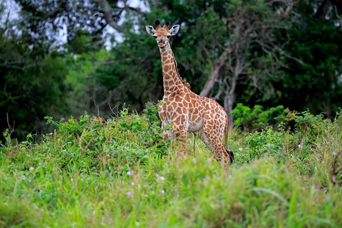 Cape Giraffe, (Giraffa camelopardalis giraffa), young, Saint Lucia Estuary, Isimangaliso Wetland Park, Kwazulu Natal, South Africa, Africa