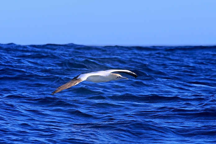 Cape Gannet, (Morus capensis), adult flying, Cape of the Good Hope, Western Cape, South Africa, Africa