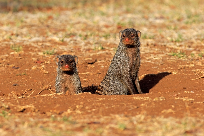 Banded mongoose, (Mungos mungo), adult couple at den, Kruger Nationalpark, South Africa, Africa