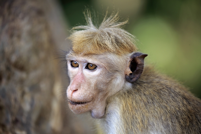 Red Monkey, Macaca sinica), adult portrait, Yala Nationalpark, Sri Lanka, Asia