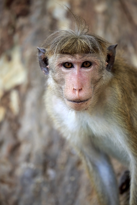 Red Monkey, Macaca sinica), adult portrait, Yala Nationalpark, Sri Lanka, Asia