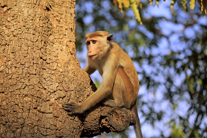 Red Monkey, Macaca sinica), adult on tree alert, Yala Nationalpark, Sri Lanka, Asia