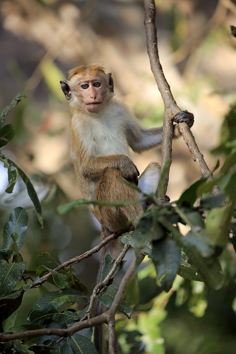 Red Monkey, Macaca sinica), adult on tree, Yala Nationalpark, Sri Lanka, Asia
