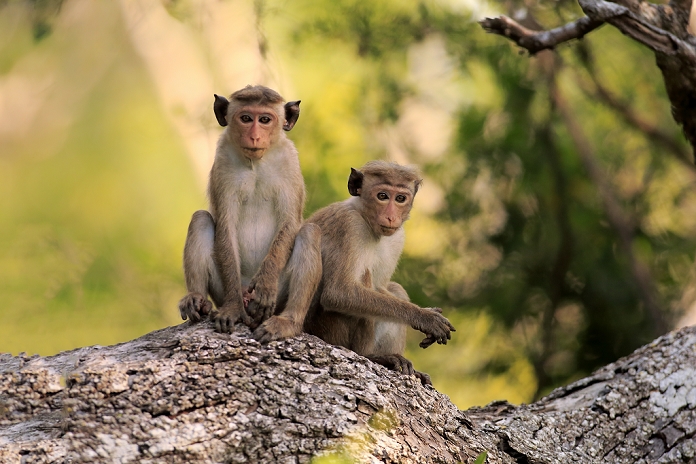 Red Monkey, Macaca sinica), two adults on tree, Yala Nationalpark, Sri Lanka, Asia
