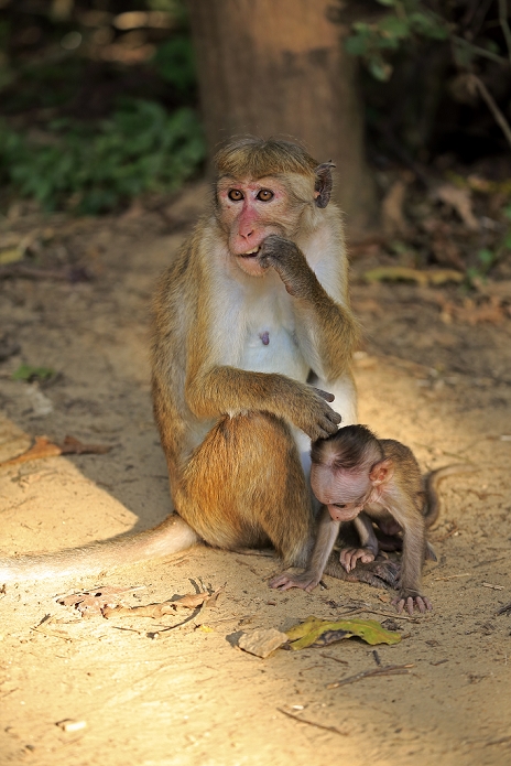 Red Monkey, Macaca sinica), mother with young, Yala Nationalpark, Sri Lanka, Asia