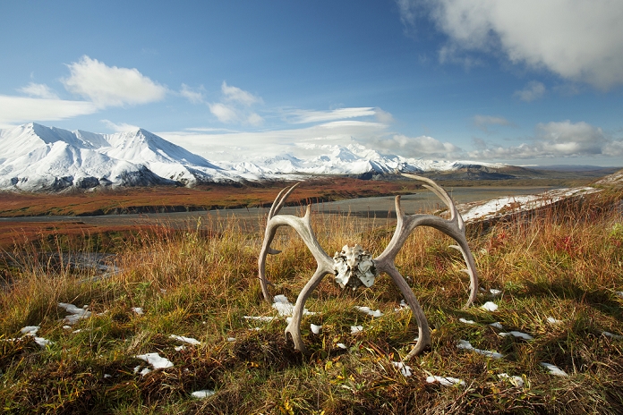 Caribou antlers sit on tundra near the Eielson Visitor's Center with patches of melting snow following an early snow with Mt. McKinley partially visible in the background,Denali National Park, Fall.