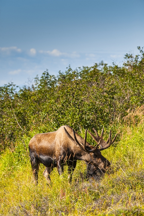 Large bull moose standing in brush near Powerline Pass in the Chugach State Park.  South Central Alaska, Autumn
