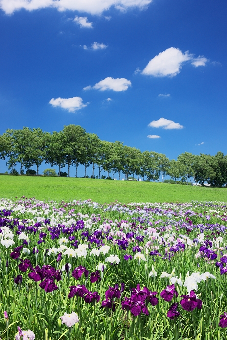 Hokkaido Bachigen Gakuen Iris Garden