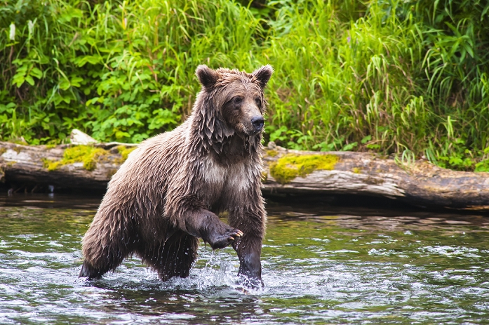 grizzly bear  Ursus arctos horribilis  A brown bear on the Russian River is looking for salmon to feed on on a summer day in South Central Alaska  Alaska, United States of America