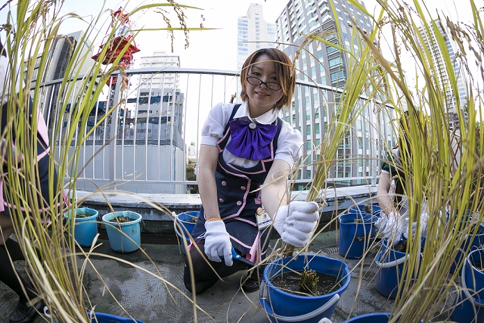 Akiba Vegetable Garden  is harvest season Maids harvesting crops An Akihabara maid collects the crops on the roof of the Japan Agricultural Newspaper building in Akihabara district on November 19, 2015, Tokyo, Japan. Every year maids and volunteers from local cafes and stores plant and harvest the crops as a part of the   Akihabra Vegetable Garden Project   created by an environmental NPO group Licolita. This year 5 maids from local stores collected rice, rosemary, peppermint, spearmint, and lemon balm.  Photo by Rodrigo Reyes Marin AFLO 