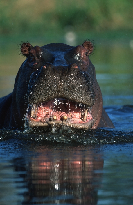 Hippopotamus  Hippopotamus amphibius  Aggression is shown by opening mouth and displaying teeth.  Sub-Saharan Africa  (C) M. Harvey  AF_HIP_007, Photo by Martin Harvey