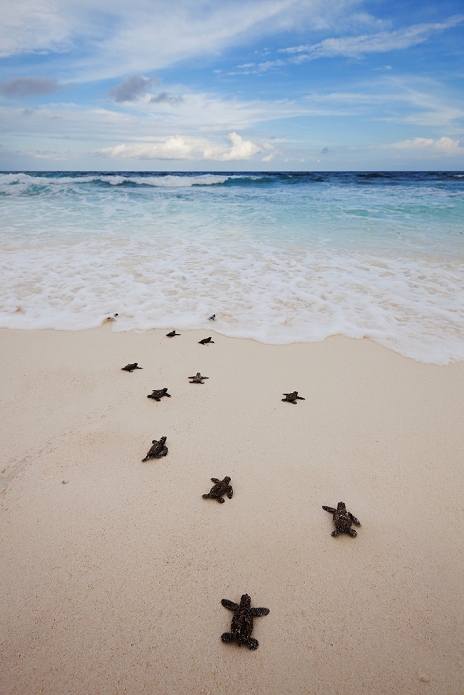 Seychelles Tiger Mai Hawksbill turtle  Eretmochelys imbricata . Endangered species. Hatchlings heading down beach to the sea. Cousine Island.Seychelles. Dist. Tropical and subtropical oceans worldwide. February 2012., Photo by Martin Harvey