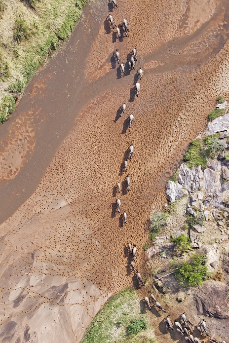 Aerial view of the Blue Wildebeest (Connochaetes taurinus) migration. Up to 1.5 million wildebeest move through the Mara/Serengeti ecosystem each year. This is one of the worlds last great animal migrations. Masai Mara National Reserve. Kenya , Photo by Martin Harvey