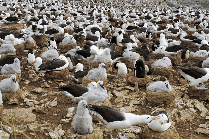 Black-Browed Albatross. (Diomedea melanophris). Cone like nest in tightly packed colonies are situated where constant winds are for take-offs and landing. This colony on the Steeple Jason Island, are the largest in the world with about 157 000 pairs.Steeple Jason Island, Falklands.Dist. Circumpolar  , Photo by Martin Harvey