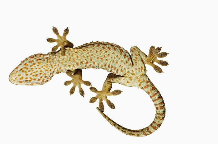 Tokay gecko (Gekko gecko). View from below showing specially adapted feet. Dist. South East Asia., Photo by Martin Harvey