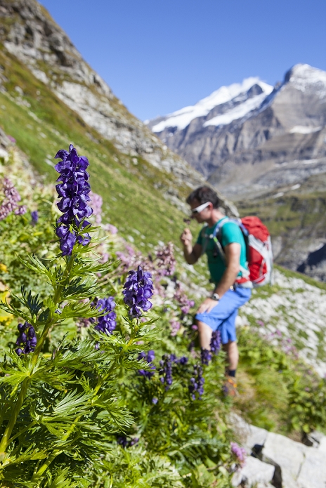 A male hiker is smelling an alpine flower, during the Glocknerrunde, a 7 stage trekking from Kaprun to Kals around the Grossglockner, the highest mountain of Austria.     Located in the heart of the Hohe Tauern National Park which contrasts impressive, glacier-covered high alpine scenery with an alpine farming landscape carefully cultivated for centuries, the Glockner Circuit offers a unique nature and walking experience.    At the end of each day?s walk, mountain shelters or alpine inns beckon to rest, eat and get a good night?s sleep. Alpine huts are equipped and operated only with the basic essentials because of the difficulties in bringing in supplies and disposing of waste, the altitude, the extreme climate and the often long ascents! After any stage of the walk, you have the opportunity to leave the Glockner Circuit and walk down to the National Park villages of Kaprun, Uttendorf, Kals, Heiligenblut or Fusch to spend the night in a guesthouse, inn or hotel.     The tour mainly spans high alpine terrain but can be negotiated by anyone with some alpine experience and corresponding fitness and equipment, as there are no glaciers or roping sections along the circuit. A head for heights and surefootedness are necessary. Photo by Menno Boermans / Aurora Photos