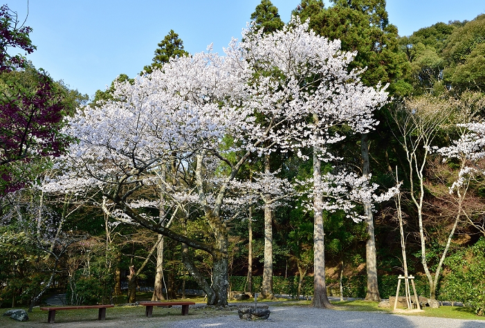Ise Jingu Shrine, Mie Prefecture, cherry blossoms