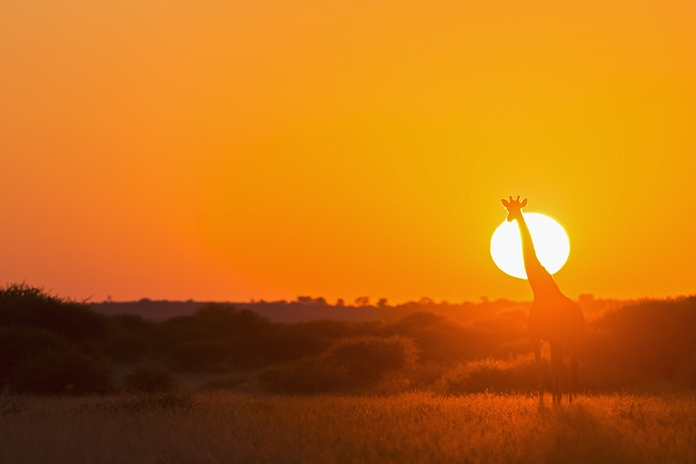 Botswana, Kalahari, Central Kalahari Game Reserve, giraffe at sunrise