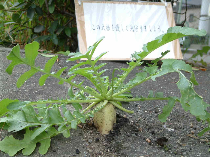 Aioi s  radish with guts  grows by pushing aside asphalt   Aioi City, Hyogo, Japan Daikon radish that had pushed off the asphalt and stuck its head out. The top part was later broken off by someone  in Nahano, Aioi City   photo taken November 15, 2005.