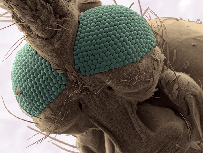 Nettai s chimpanzee  Electron microscope image   Date of photograph unknown  Aedes aegypti mosquito head, coloured scanning electron micrograph  SEM . This view, from below, shows the mosquito s compound eyes  green . The female mosquito feeds by using her modified proboscis  the start of which is at top left  to pierce her host s skin and feed on its blood. She uses the blood meal for the production of eggs. This species of mosquito is found throughout tropical Africa and in parts of South America. It is a vector for the transmission of yellow fever, chikungunya, dengue fever and zika viruses to humans.