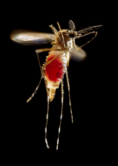 Nettai sika deer  Cervus nippon yesoensis   Date and time of photograph unknown  Mosquito taking flight. Female Aedes aegypti mosquito taking flight after feeding on human blood, which can be seen in her abdomen. The female mosquito feeds by piercing the skin and sucking blood through the proboscis  tube shaped mouthpiece . She uses the blood meal for the production of eggs. This species of mosquito is found throughout tropical Africa and in parts of South America. It is a vector for the transmission of yellow fever, Chikungunya, Dengue fever and zika viruses to humans.