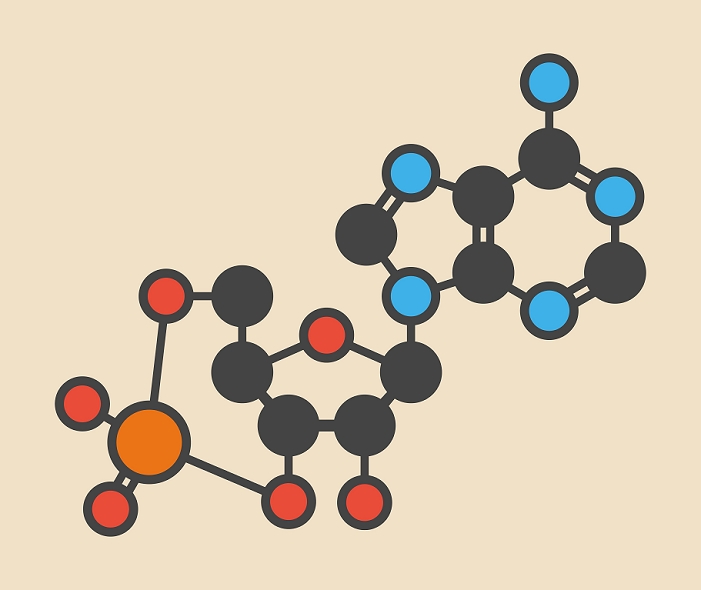Cyclic adenosine monophosphate (cAMP) second messenger molecule. Plays role in intracellular signal transduction. Stylized skeletal formula (chemical structure). Atoms are shown as color-coded circles: hydrogen (hidden), carbon (grey), oxygen (red), nitrogen (blue), phosphorus (orange).