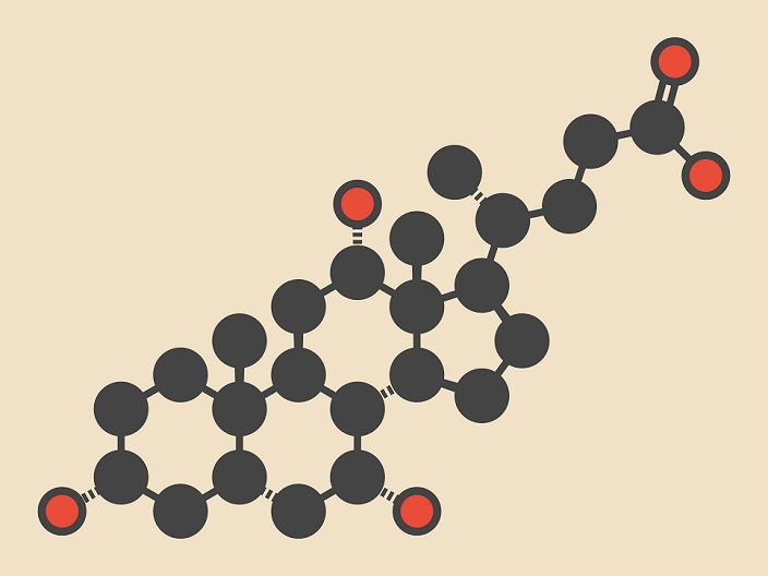 Cholic acid (cholate) molecule. Main bile acid component. Stylized skeletal formula (chemical structure). Atoms are shown as color-coded circles: hydrogen (hidden), carbon (grey), oxygen (red).