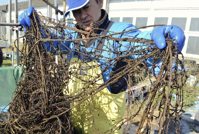 poor crop of nori A seaweed net that was removed due to poor growth without ever being harvested, with only a few 3 centimeter long pieces of seaweed entangled in it  in front of the Shin Fuzu Fisheries Cooperative Association in Futtsu City on March 9 .