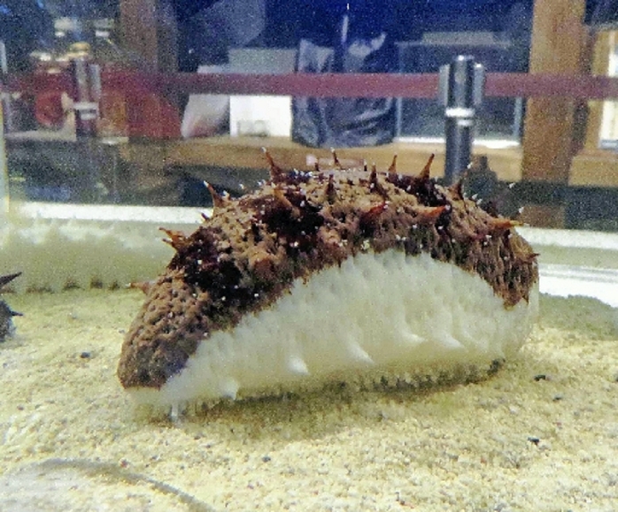 Sea Cucumber like Nigiri Sushi Toba Aquarium Sea cucumber like nigirizushi on display  at Toba Aquarium, Toba  2016 2 10