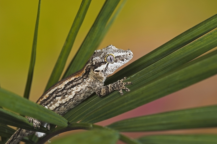 The Gargoyle Gecko (Rhacodactylus Auriculatus) Whose Habitat Is Threatened By Deforestation Is Found Only On The Southern End Of The Island Of New Caledonia. Captive.