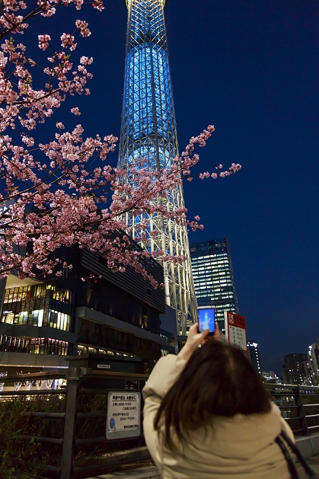 Cherry blossoms a little earlier Co starring with the Sky Tree A woman takes a picture of the Kawazu zakura cherry blossoms in bloom with Tokyo Skytree behind on February 26, 2016, in Tokyo, Japan. The Kawazu zakura variety of cherry blossom always blooms earlier than other varieties. According to the Japan Weather Association the main cherry blossom viewing season for Tokyo is expected to be from March 25.  Photo by Rodrigo Reyes Marin AFLO 