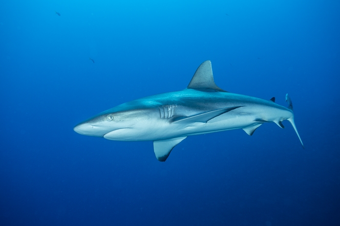 Palau Gray Reef Shark