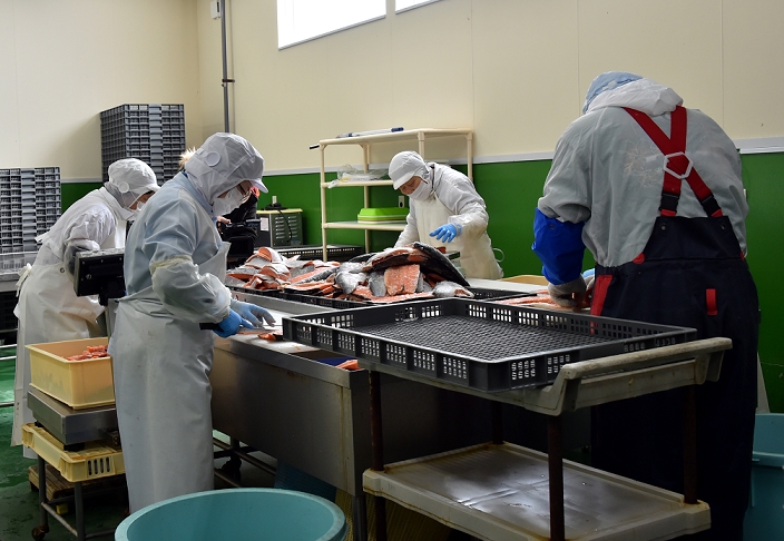 Great East Japan Earthquake Five Years After Otsuchi Town, Iwate Prefecture March 4, 2016, Otsuchi cho, Japan   Workers go about their business at a fish processing plant that has resumed operation in Otsuchi cho, Iwate prefecture, northeast of Japan on March 4, 2016. A magnitude 9.0 earthquake and ensuing tsunami left 1,300 residents dead or missing in their wake on March 11, 2011, in this coastal town.Japan marks the five year anniversary of the disaster on Friday next week.  Photo by Natsuki Sakai AFLO  AYF  mis 