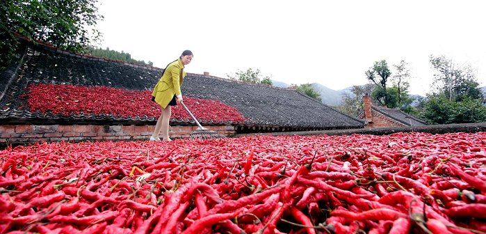 Lushi County of Henan Province dry red pepper