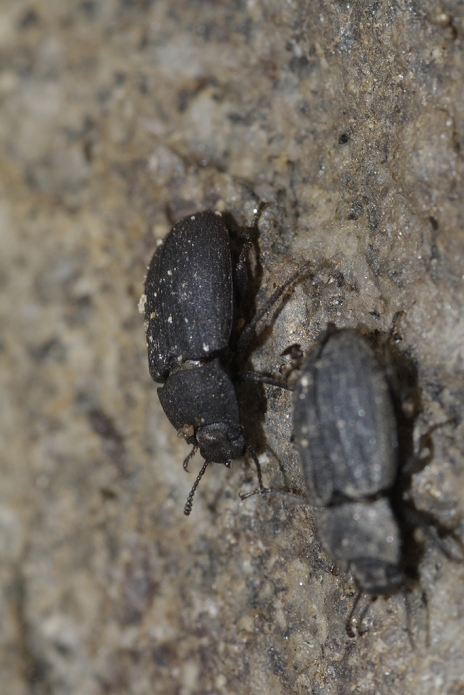 A species of overwintering trash beetle