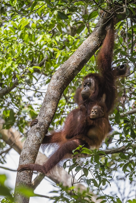 Indonesia Reintroduced mother and infant orangutan  Pongo pygmaeus  in tree in Tanjung Puting National Park, Borneo, Indonesia, Southeast Asia, Asia, Photo by Michael Nolan