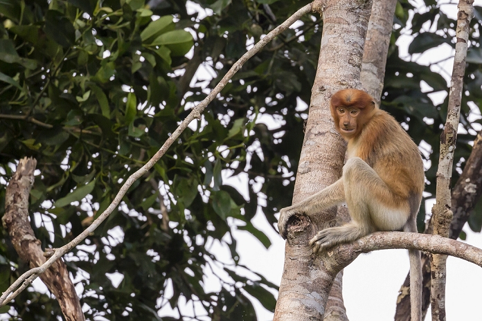 Indonesia Proboscis monkey  Nasalis larvatus  endemic to Borneo, Tanjung Puting National Park, Borneo, Indonesia, Southeast Asia, Asia, Photo by Michael Nolan