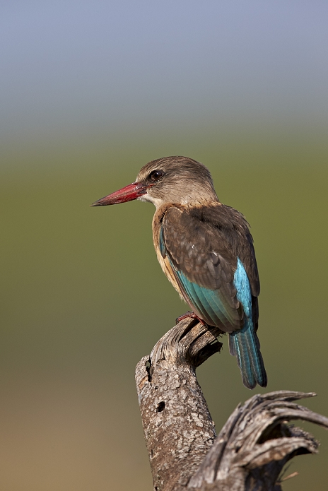 South Africa Brown hooded kingfisher  Halcyon albiventris , Kruger National Park, South Africa, Africa, Photo by James Hager