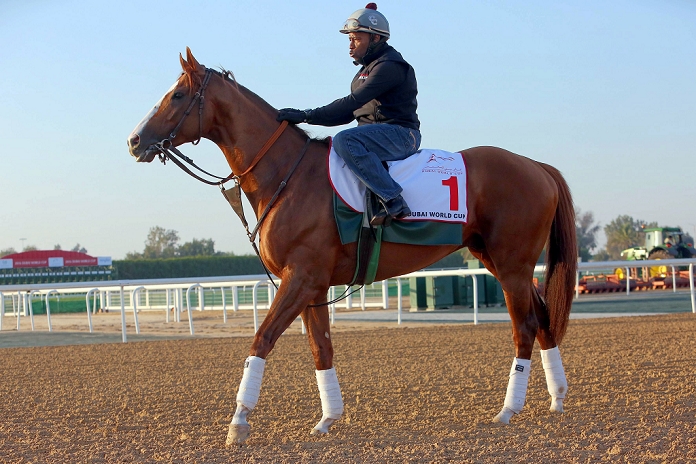 Dubai World Cup Preview California Chrome, MARCH 25, 2016   Horse Racing : California Chrome at morning Trackwork in Dubai, United Arab Emirates.  Photo by AFLO 