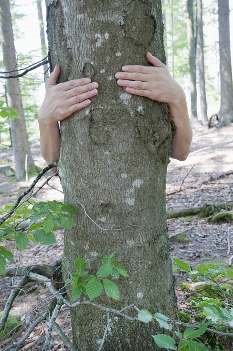 Human hands embracing beech tree