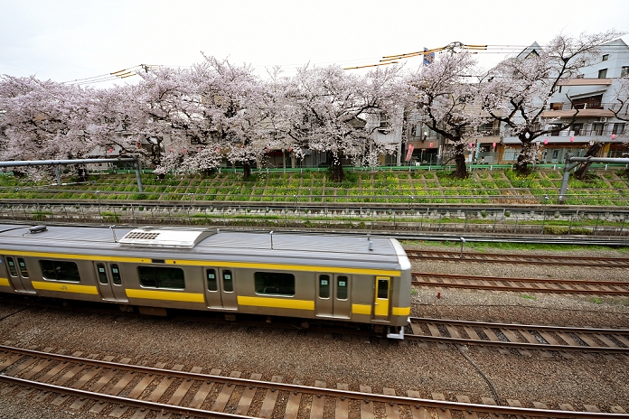 Higashi Nakano s famous rows of cherry trees Residents angrily protest logging April 5, 2016, Tokyo, Japan   Train speeds under the embankment lined with cherry trees in Tokyo s Higashi Nakano on Tuesday, April 5, 2016. The borough office cut two of the 37 cherry trees, planted some 60 years ago and diagnosed unhealthy, out of fear that they might fall upon the tracks running Outraged by what they say the borough office s arbitrary decision, concerned Outraged by what they say the borough s arbitrary decision, concerned residents have formed a group to petition the office to preserve the symbol of the neighborhood.  Photo by Natsuki Sakai AFLO  AYF  mis 